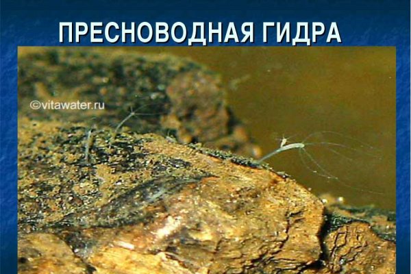 Kraken зеркало даркнет