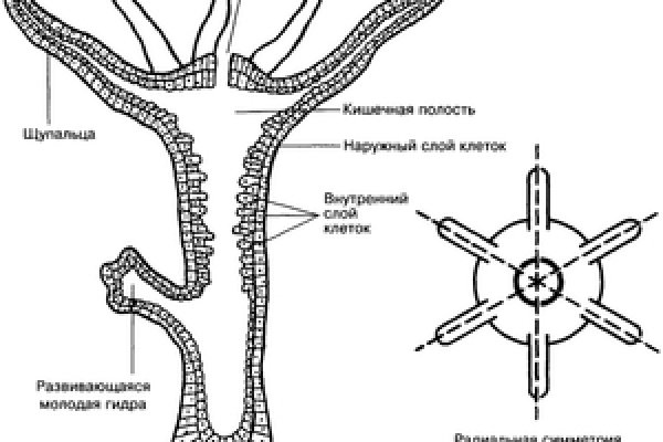 Kraken com зеркало