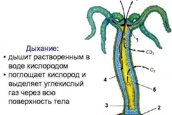 Kraken ссылка на сайт тор